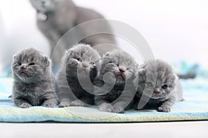 Cute one day old British Shorthair kitten