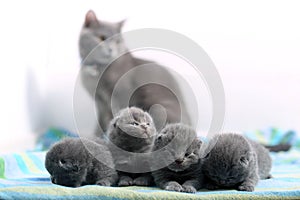 Cute one day old British Shorthair kittens