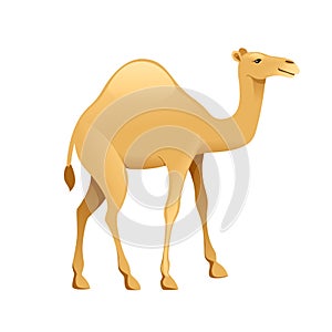 Cute one hump camel cartoon animal design flat vector illustration isolated on white background