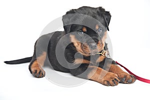 Cute one rottweiler puppy in a studio on a white background