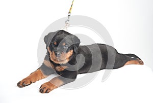 Cute one rottweiler puppy in a studio on a white background