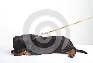 Cute one rottweiler puppy in a studio on a white background