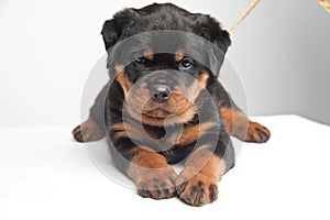 Cute one rottweiler puppy in a studio on a white background