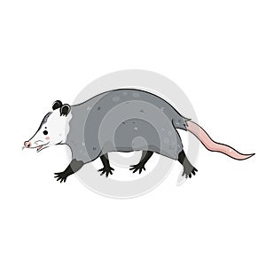 Cute opossum isolated on a white background. Vector graphics