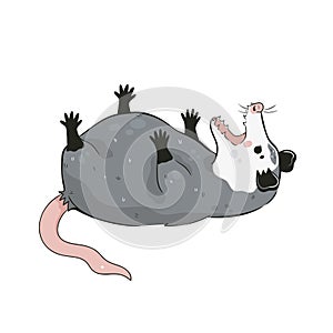 Cute opossum isolated on a white background. Vector graphics