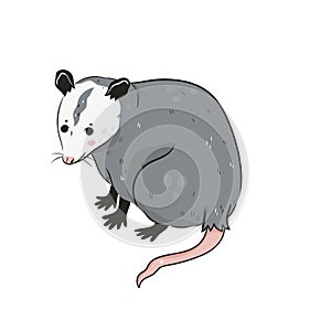 Cute opossum isolated on a white background. Vector graphics