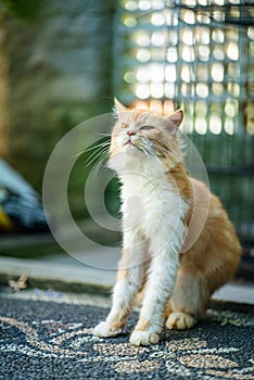 Cute orange adult male tabby cat photo