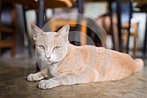 Cute orange Arabian Mau cat laying on the floor in the house