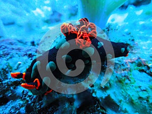 Cute Orange and Black Nudibranch underwater in Mauritius