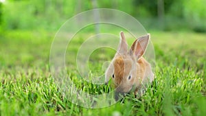 Cute orange bunny rabbit munching grass in the garden.