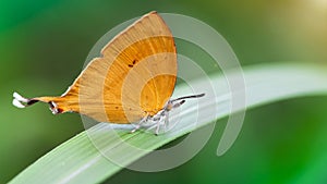 cute orange butterfly with a funny tail on a green leaf, gracious and fragile Lepidoptera with colorful wings and white hairy body