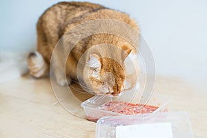 Cute orange cat eating food