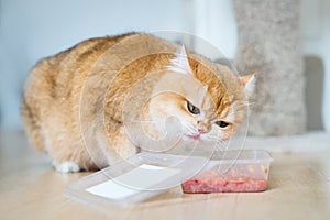 Cute orange cat eating food