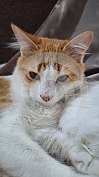 Cute orange cat face lying on the sofa