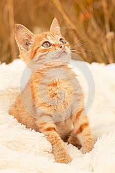 Cute orange cat looking up. Small brown kitten sits on a white blanket