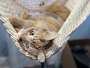 Cute orange cat lounges in a home hammock, gazing into the camera