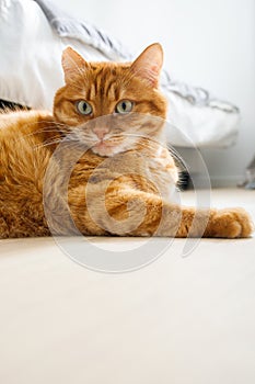 Cute orange cat lying on the floor close up