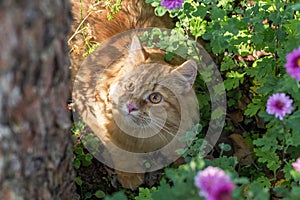 Cute orange cat outdoor in nature in green grass and flowers in garden