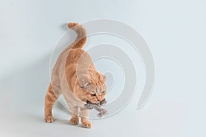 Cute orange cat playing with a mouse toy on a blue background. Cat`s life, hunter, toys, pet shop, instincts. Copy space