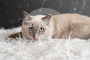 Cute orange cat showing it tounge. Mixed breed of maine coon with british shorthair