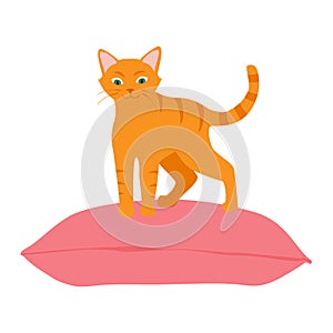 Cute orange cat sitting comfortably on cushion pillow