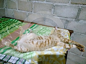 cute orange cat sleeping style