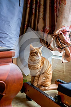 A cute orange Chinese pastoral cat in a home environment