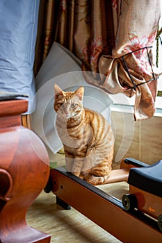 A cute orange Chinese pastoral cat in a home environment