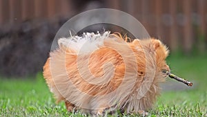 Cute orange dog gnaws on a stick and playing on green grass in garden