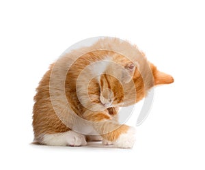 Cute Orange Kitten Bathing on White Background