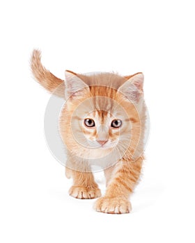 Cute orange kitten with large paws