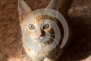 Cute orange kitten with large paws playing near the window. white jalousie on the background. selective focus