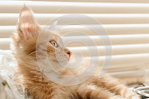 Cute orange kitten with large paws playing near the window. white jalousie on the background. selective focus