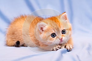 Cute orange kitten lying on a blue background pulling out her claws