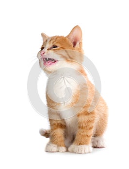 Cute Orange Kitten Meowing on White Background