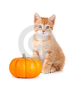 Cute orange kitten with mini pumpkin on white.