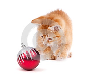 Cute Orange Kitten Playing with a Christmas Ornament on White