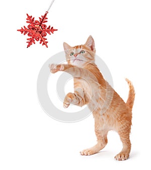 Cute Orange Kitten Playing with a Christmas Ornament on White