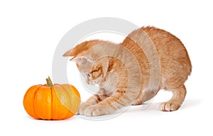 Cute orange kitten playing with a mini pumpkin on