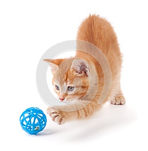 Cute orange kitten playing with a toy