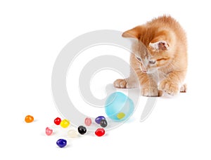 Cute Orange Kitten spilling jelly beans out of a plastic Easter