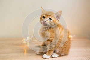 Cute orange kitten on a white background.