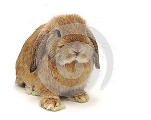 cute Orange lop rabbit