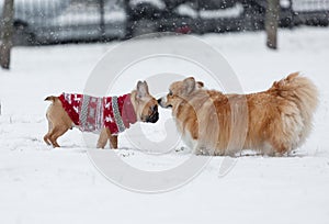 Cute orange Puppy of a French bulldog in a red sweater and corgi walks on snow outdoor. Dogs sniffing each other