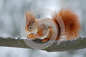 Cute orange red squirrel eats a nut in winter scene with snow, Czech republic