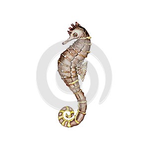 Cute orange seahorse on a white background. Watercolor illustration. High quality