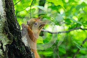 Cute orange squirrel on a tree trunk in the forest eating a nut
