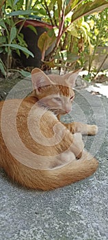 Cute Orange Street Kittie Enjoying Hot Weather