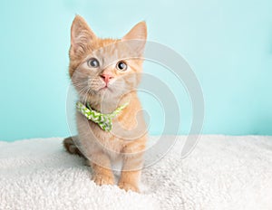 Cute Orange Tabby Cat Kitten Rescue Wearing Green and White Striped Bow Tie Sitting Close to Camera Looking to the Right