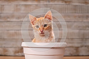 Cute orange tabby kitten sitting in flower pot